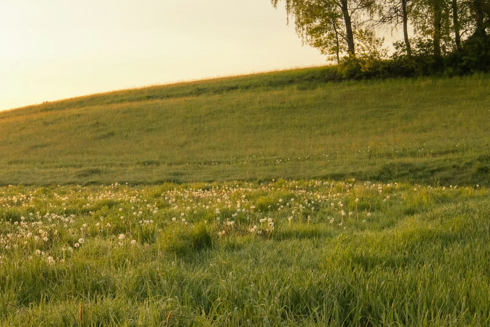 Green hillside meadow with dandelion seed heads under a soft sky