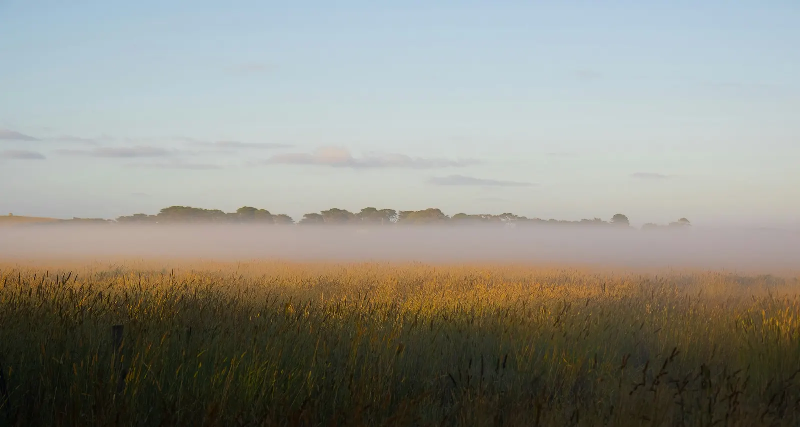 Low fog drifting over a golden wheat field in early morning